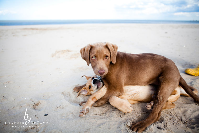 puppy photography montrose chicago photography dec chicago wedding photographer puppy photography montrose chicago photography dec chicago wedding photographer